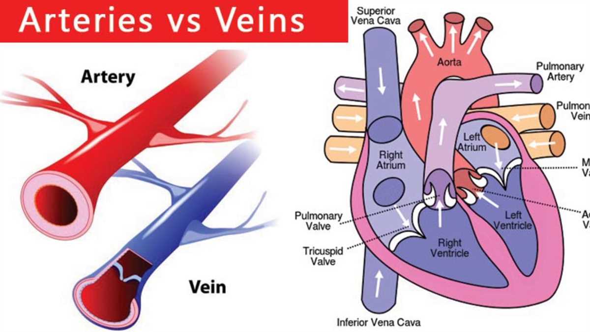 Anatomy Of Blood Vessels Arteries And Veins Explained